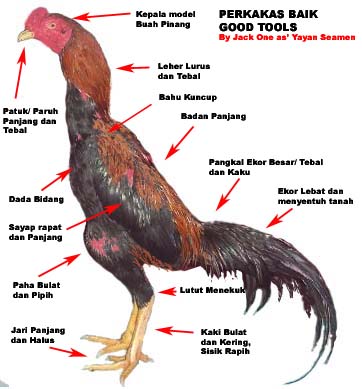 Ciri-ciri Ayam Sabung Super  Bisnis Ayam Laga Super